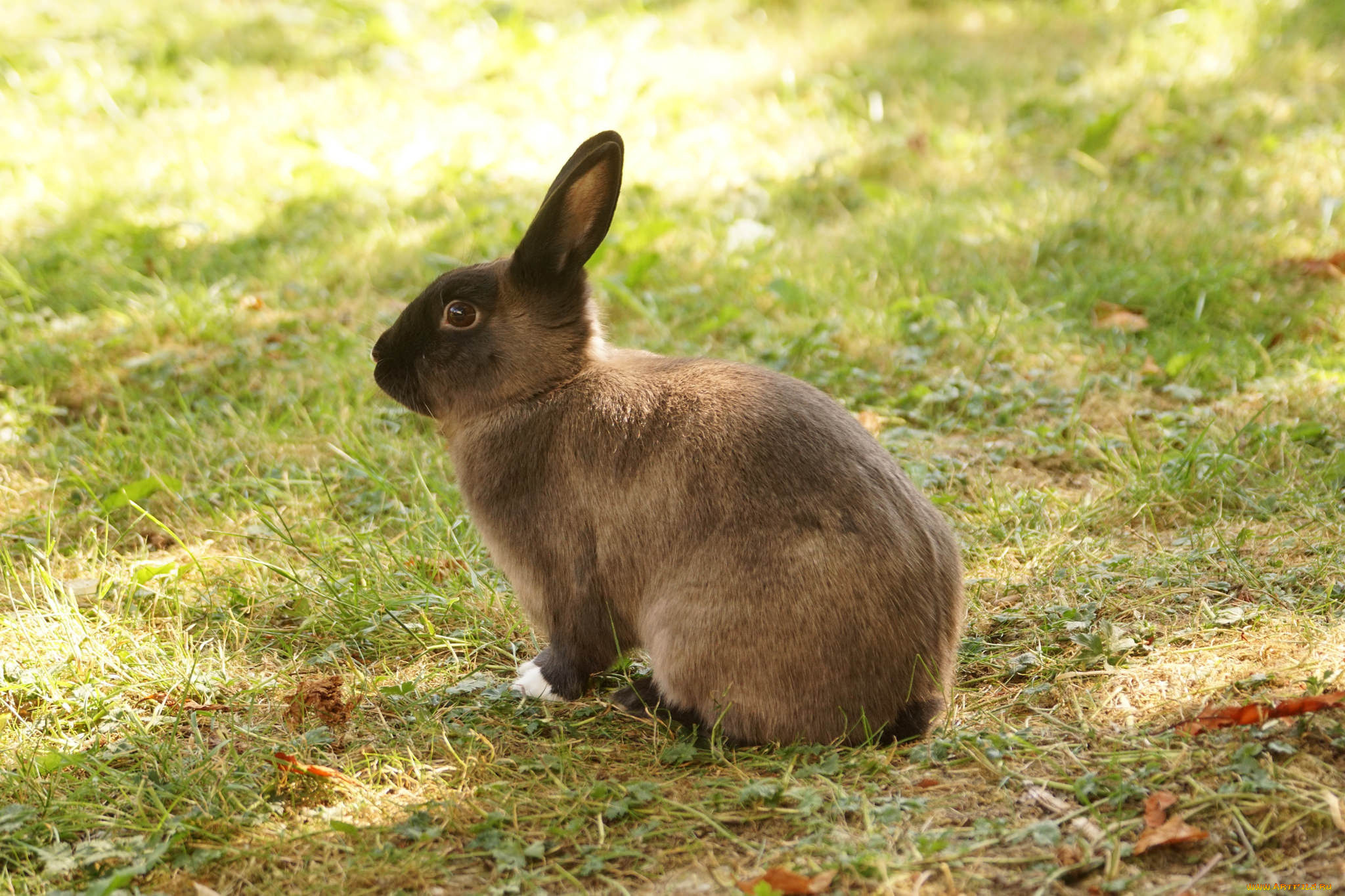 животные, кролики, , зайцы, забавный, ушки, трава, кролик