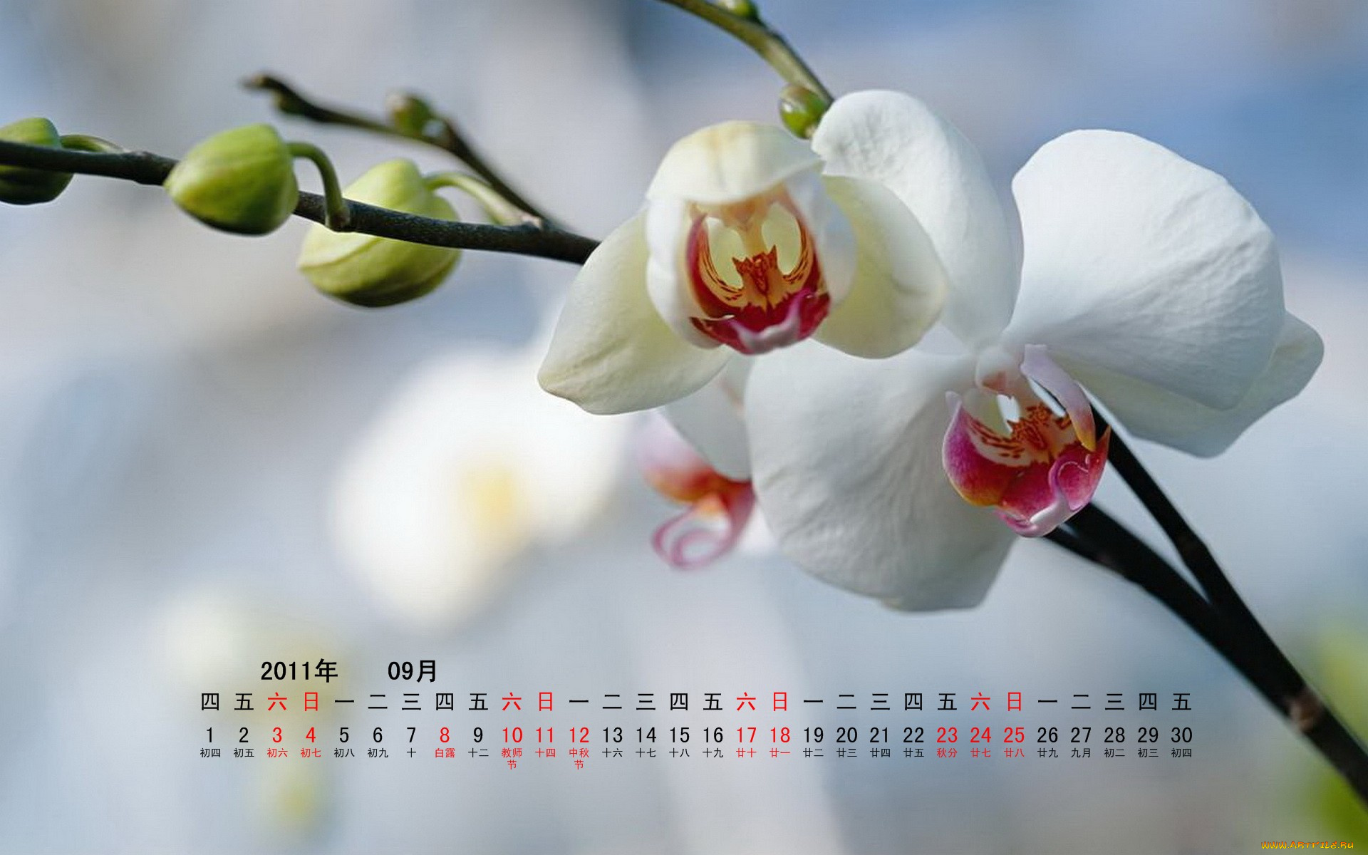 календари, цветы, ветка