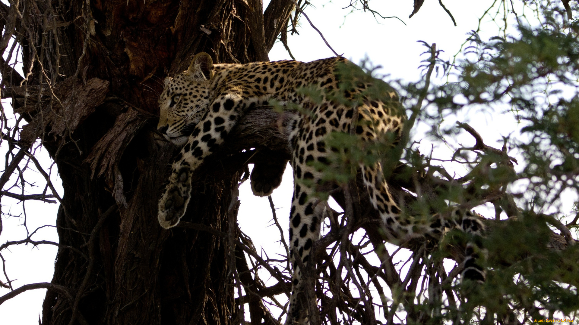 животные, леопарды, леопард, отдых, дерево