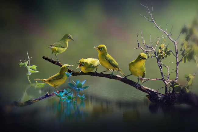 Природа птицы красота Природа птицы красота