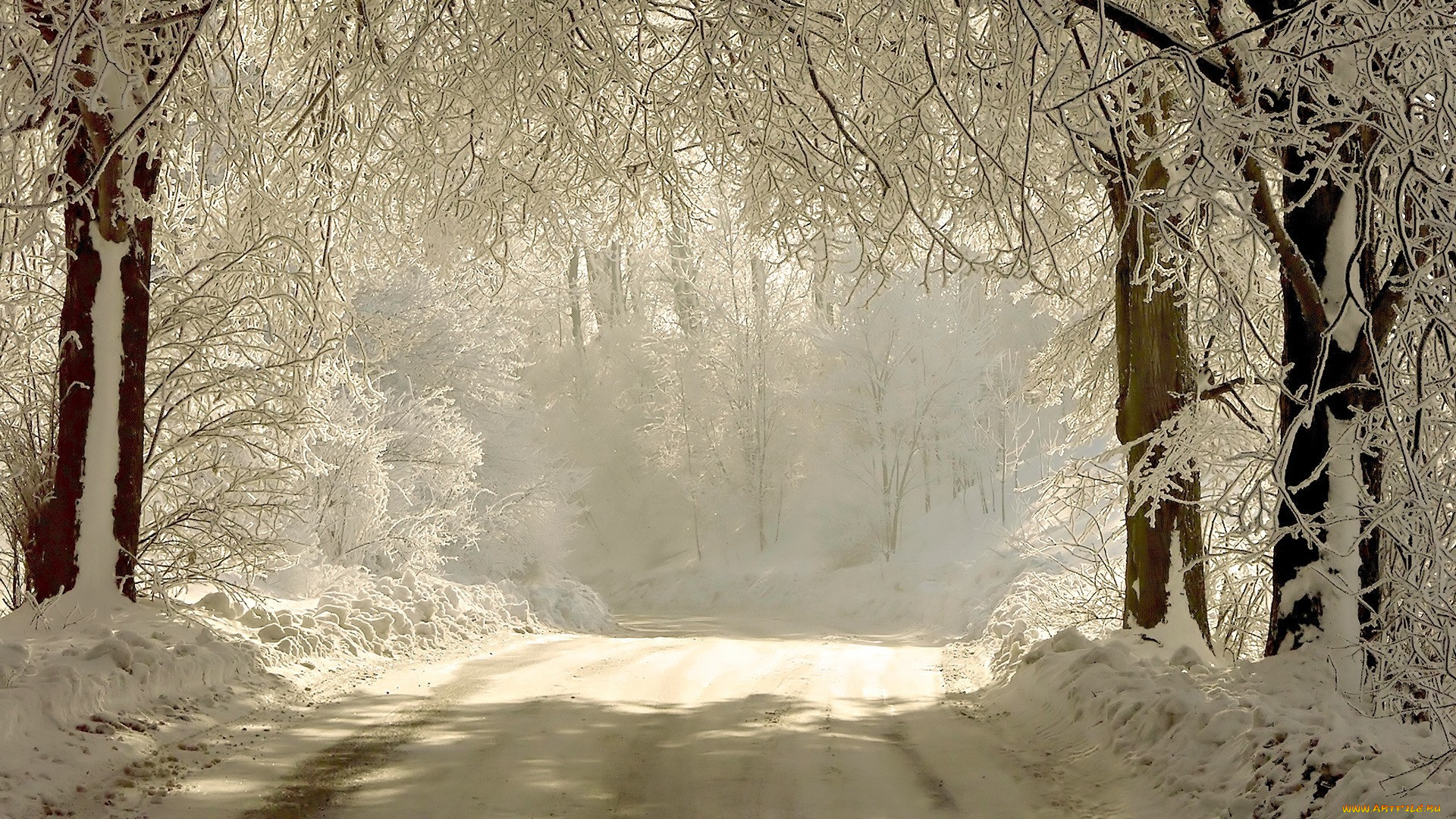 природа, зима, лес, деревья, ветви, снег