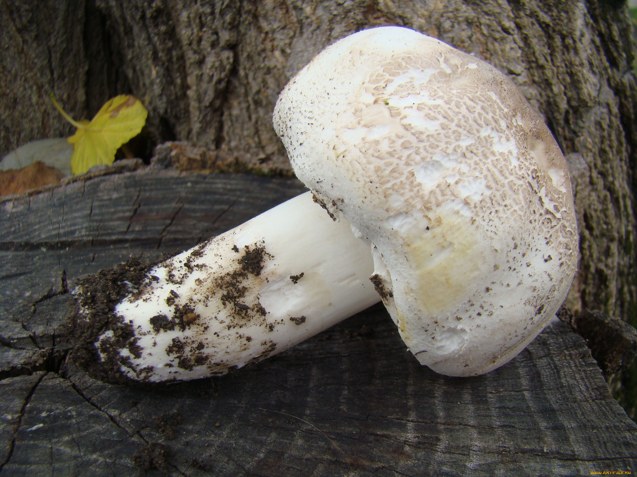 гриб, природа, грибы