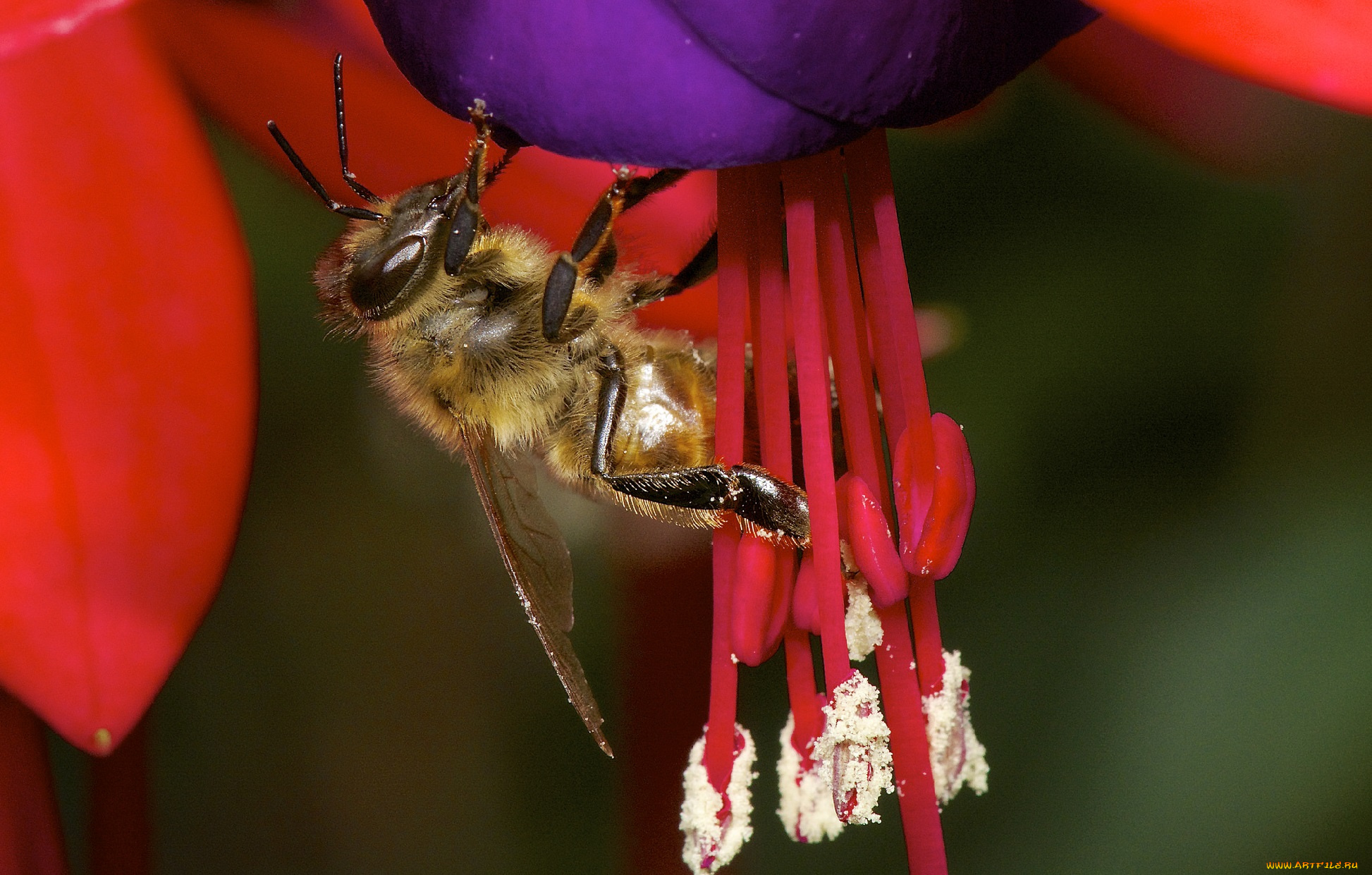 животные, пчелы, , осы, , шмели, цветок, пчела, лепестки, тычинки, опыление, макро