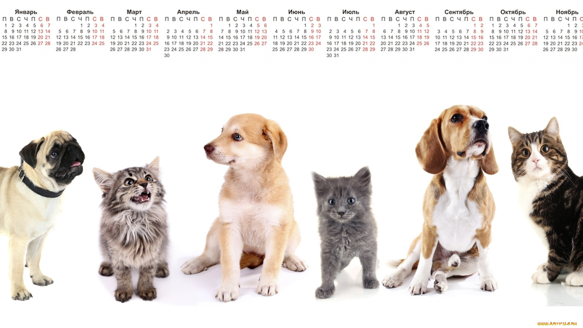 календари, животные, белый, фон, собака, кошка, много