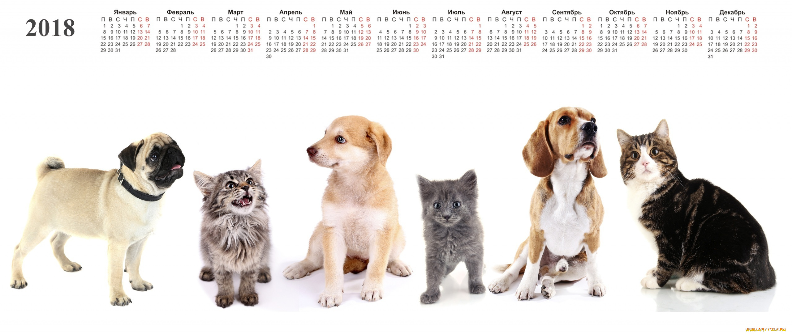 календари, животные, белый, фон, собака, кошка, много