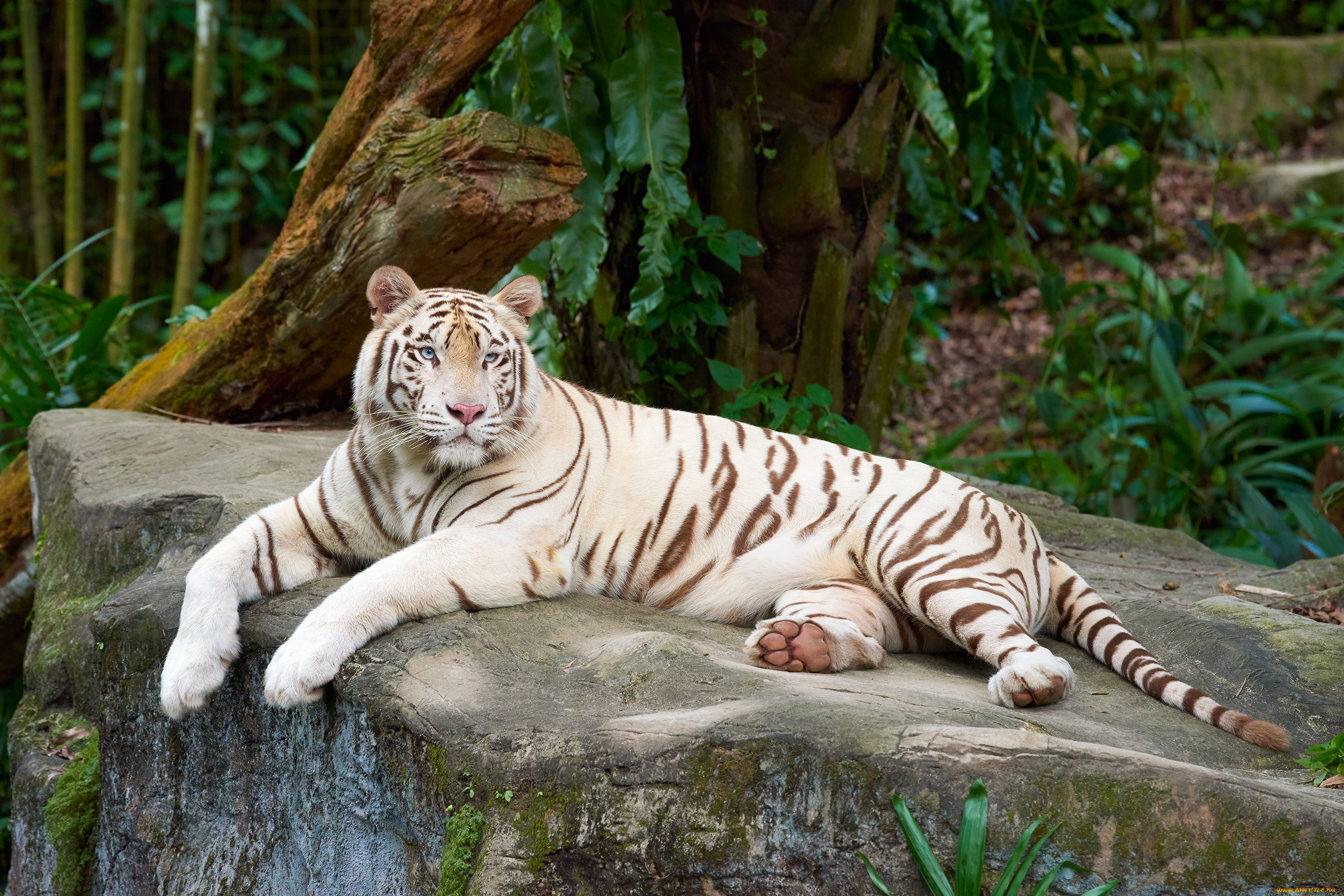тигр, животные, тигры, белый, дерево, камень, лежит, зоопарк
