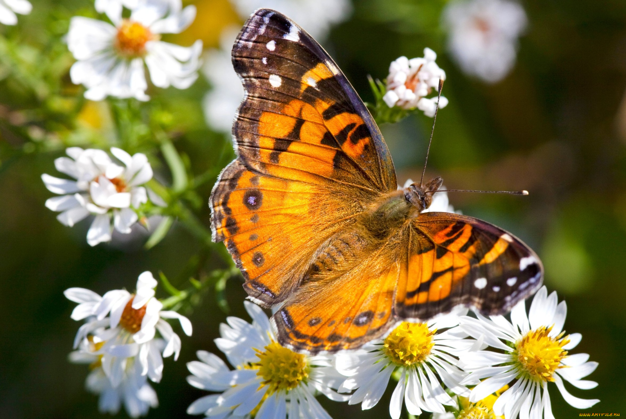 животные, бабочки, цветы, крылья