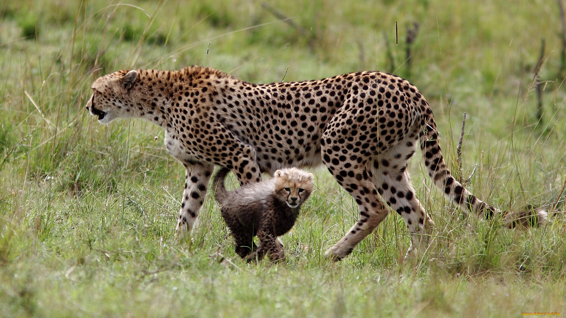 животные, гепарды, котёнок, детёныш, материнство