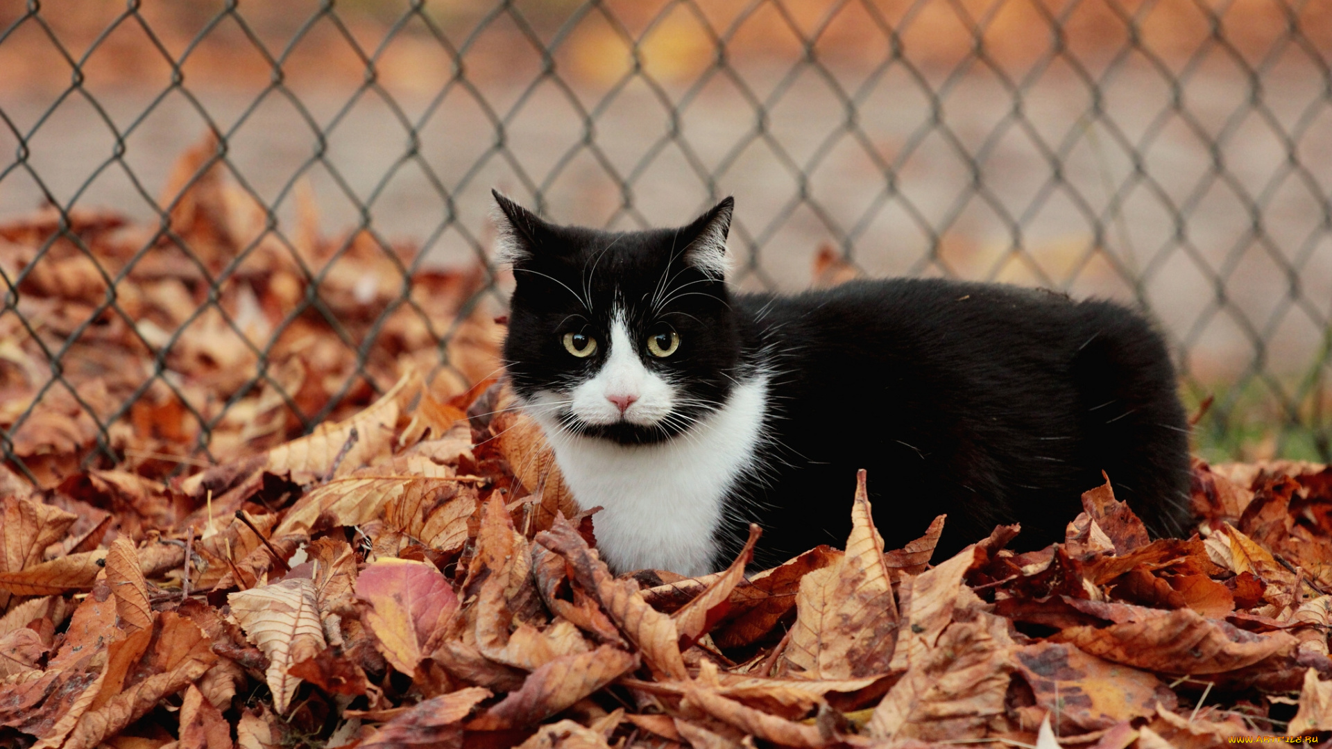животные, коты, осень, листва