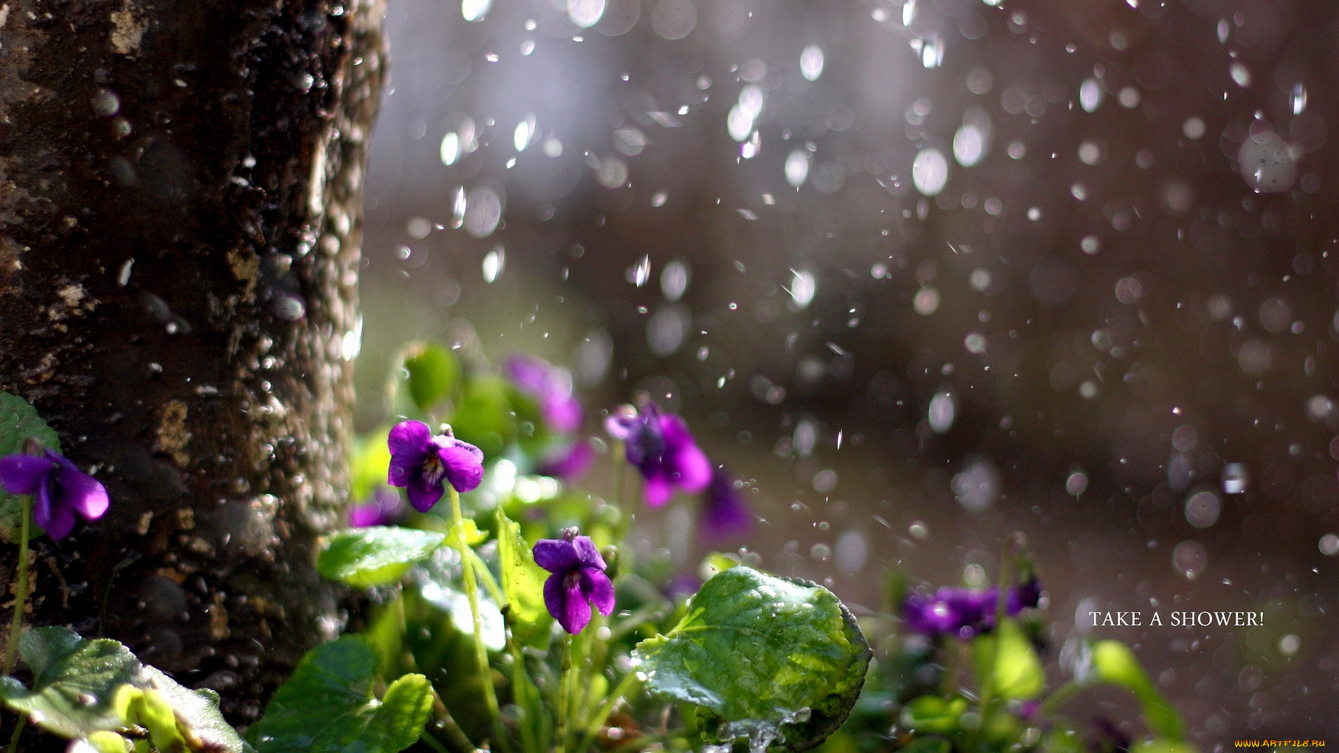 цветы, фиалки, природа, дождь