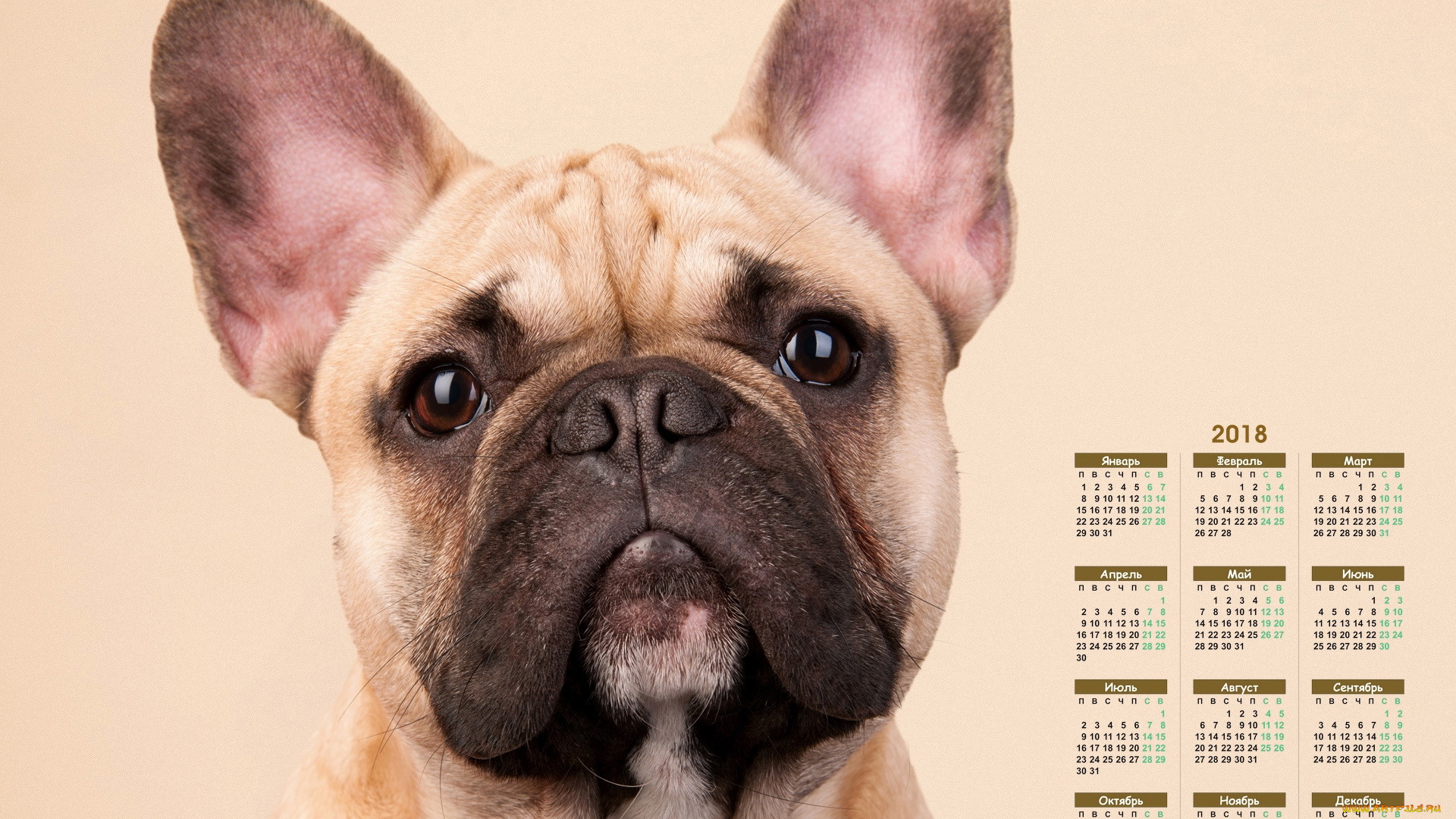 календари, животные, морда, взгляд, собака