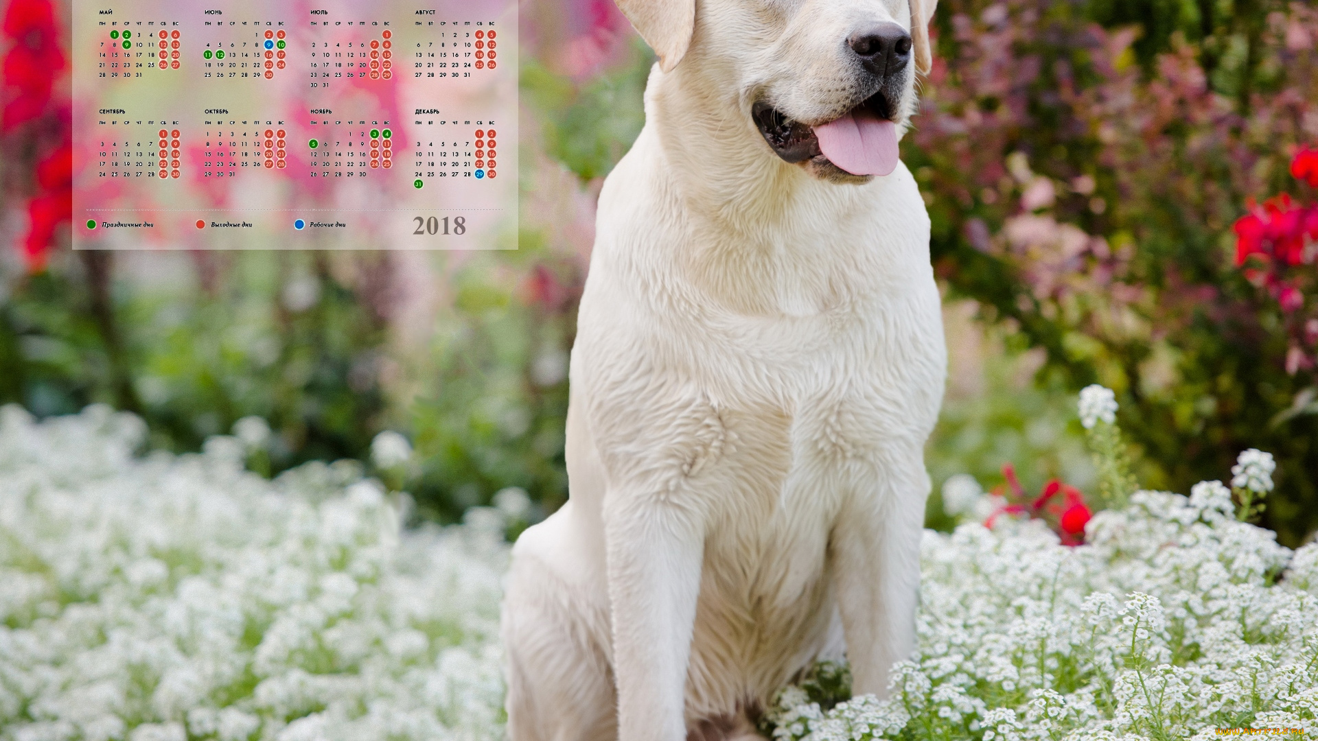 календари, животные, взгляд, цветы, собака, белый, цвет