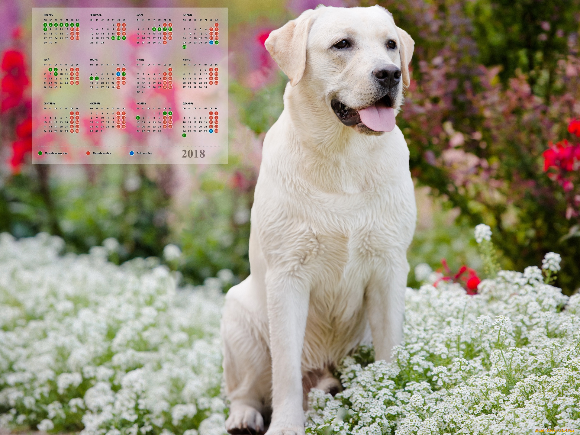 календари, животные, взгляд, цветы, собака, белый, цвет