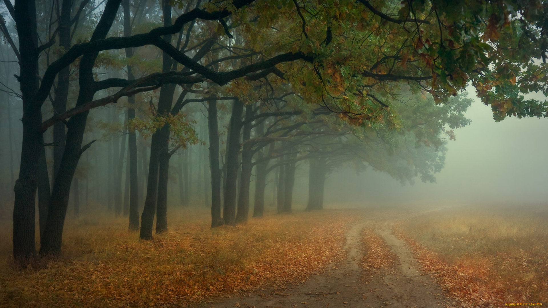 природа, дороги, осень, пейзаж, лес, туман
