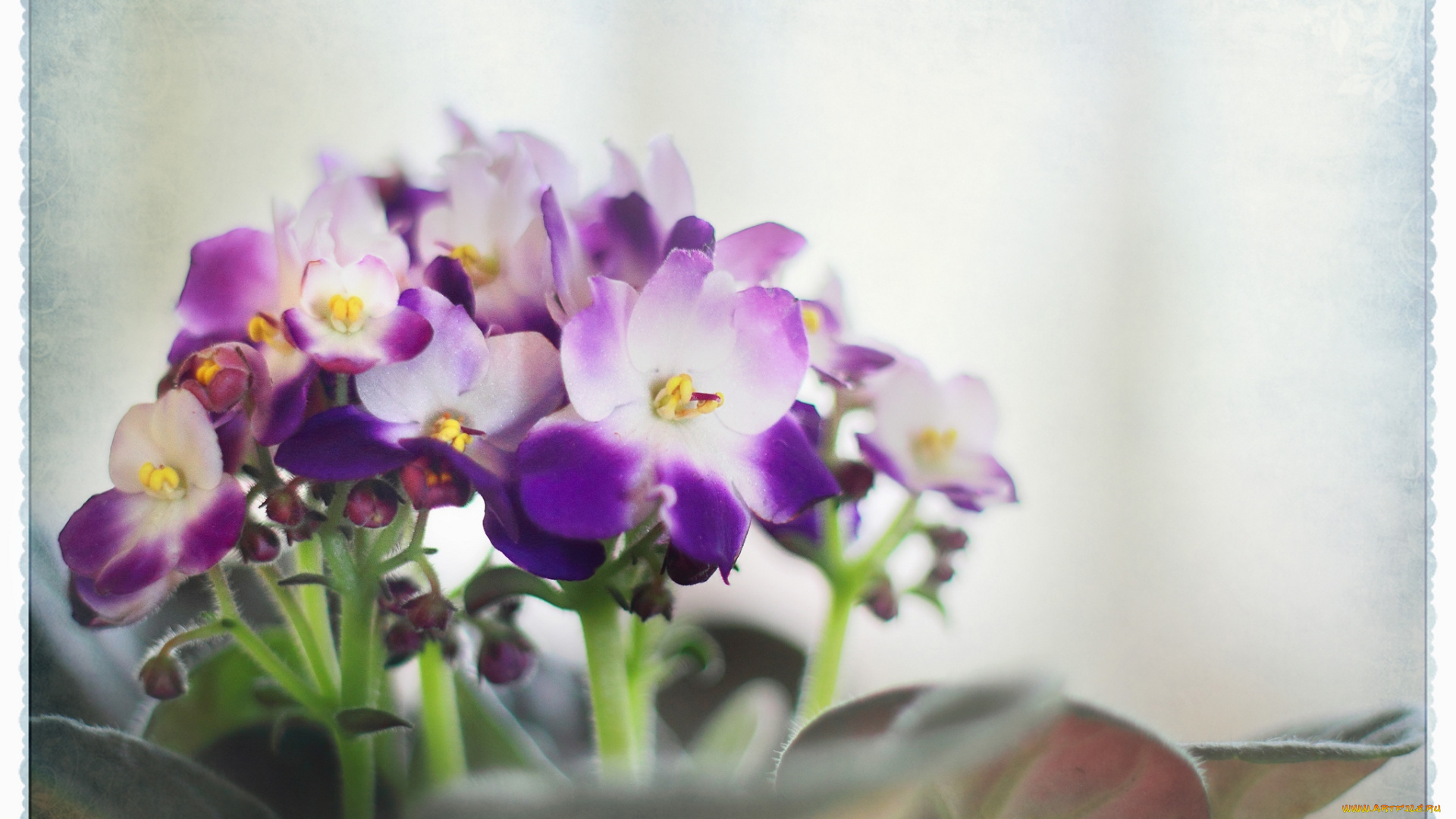 цветы, фиалки, фиолетовый