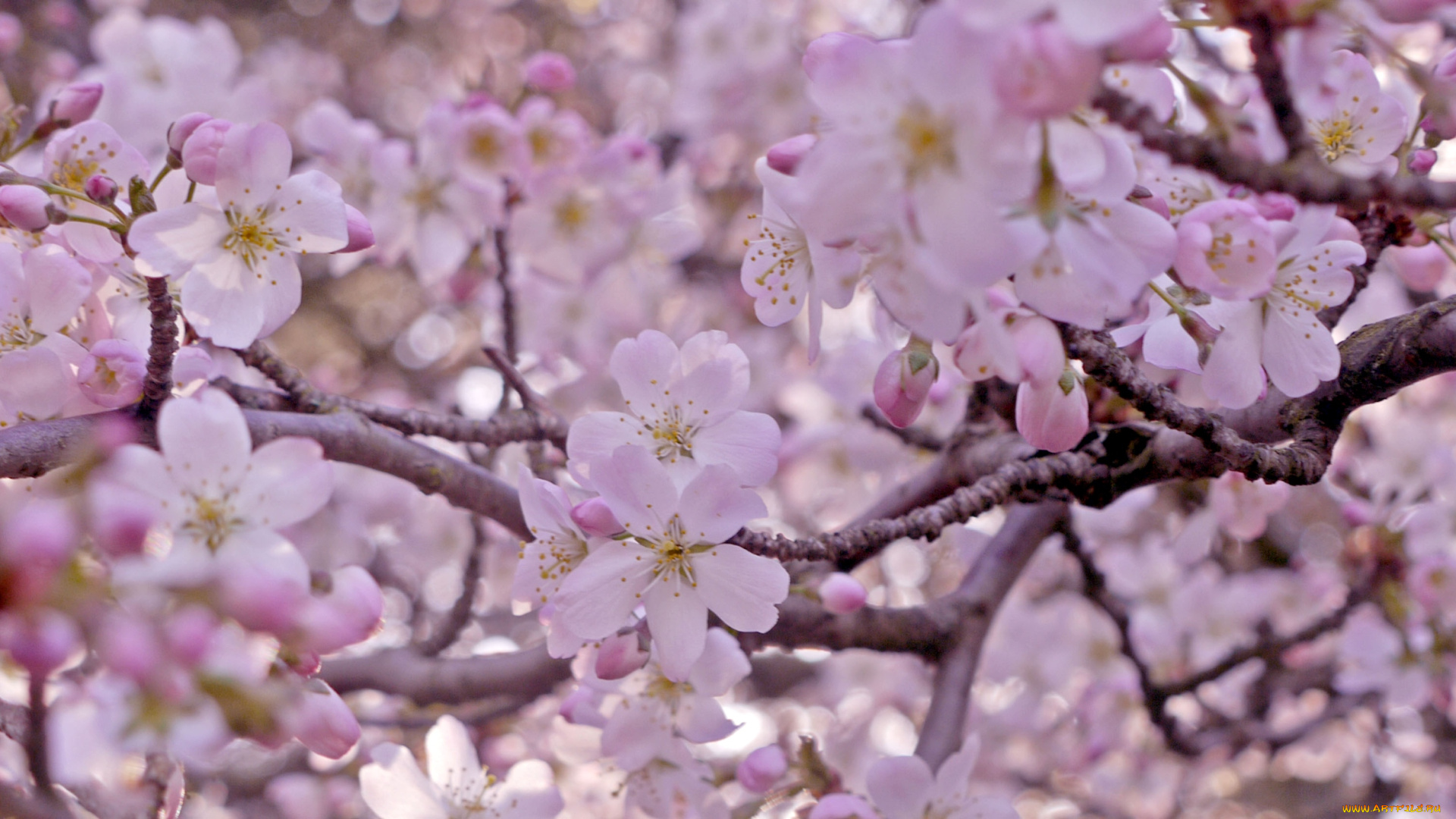 цветы, сакура, вишня, розовый, весна, дерево, ветки