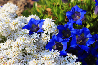 Картинка цветы разные вместе синий белый