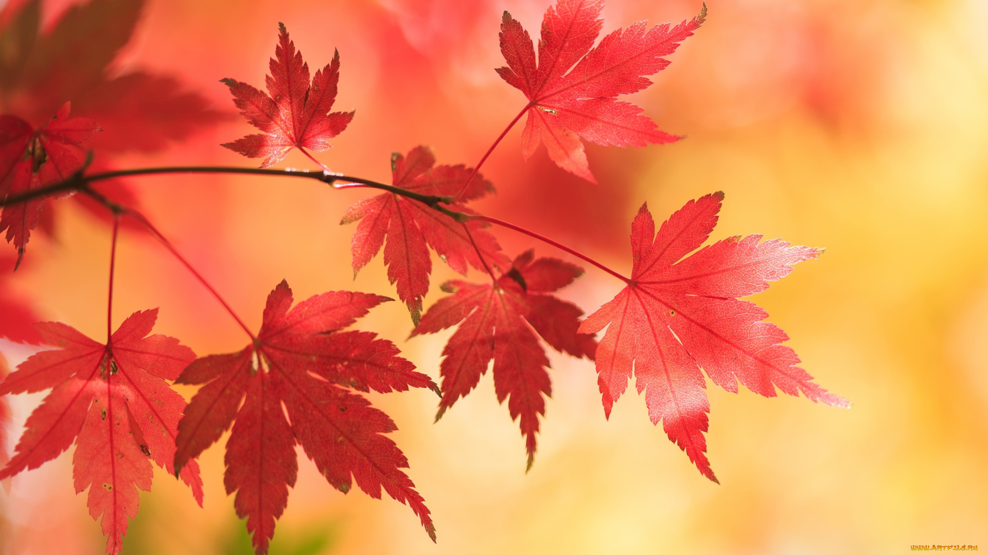 природа, листья, клён, осень, Японский, ветка, фон