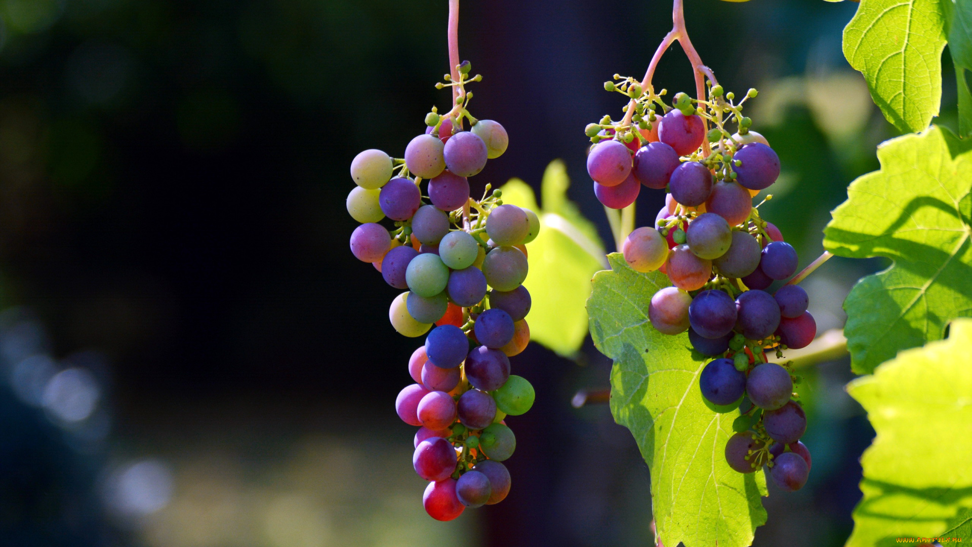 природа, Ягоды, , виноград, грозди