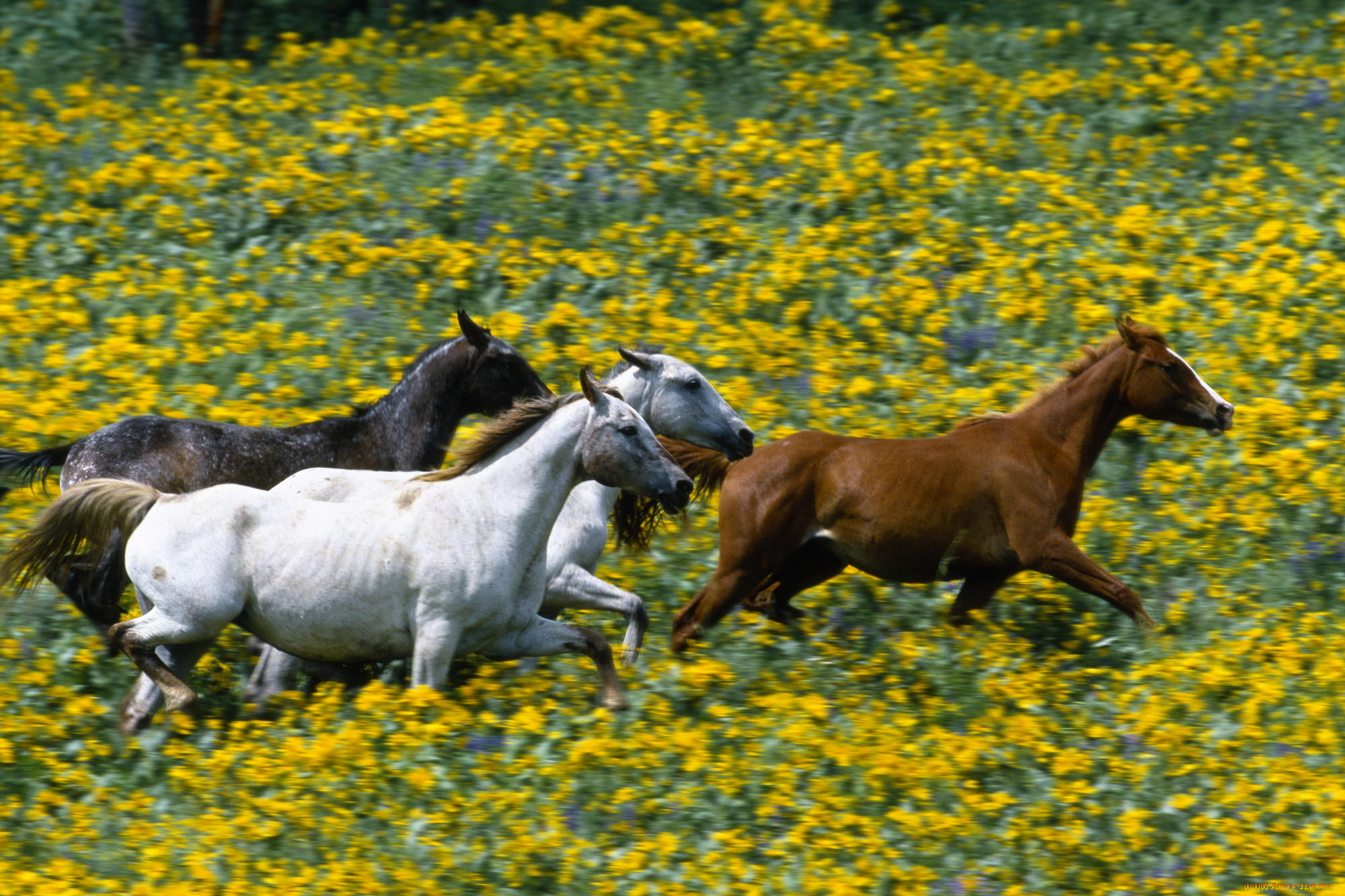 животные, лошади, галоп, луга, цветы