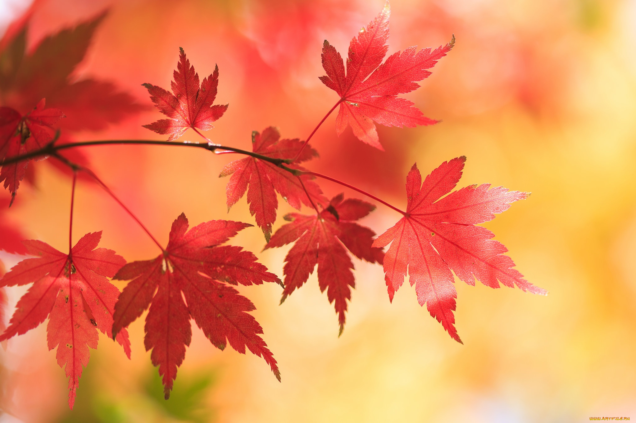 природа, листья, клён, осень, Японский, ветка, фон