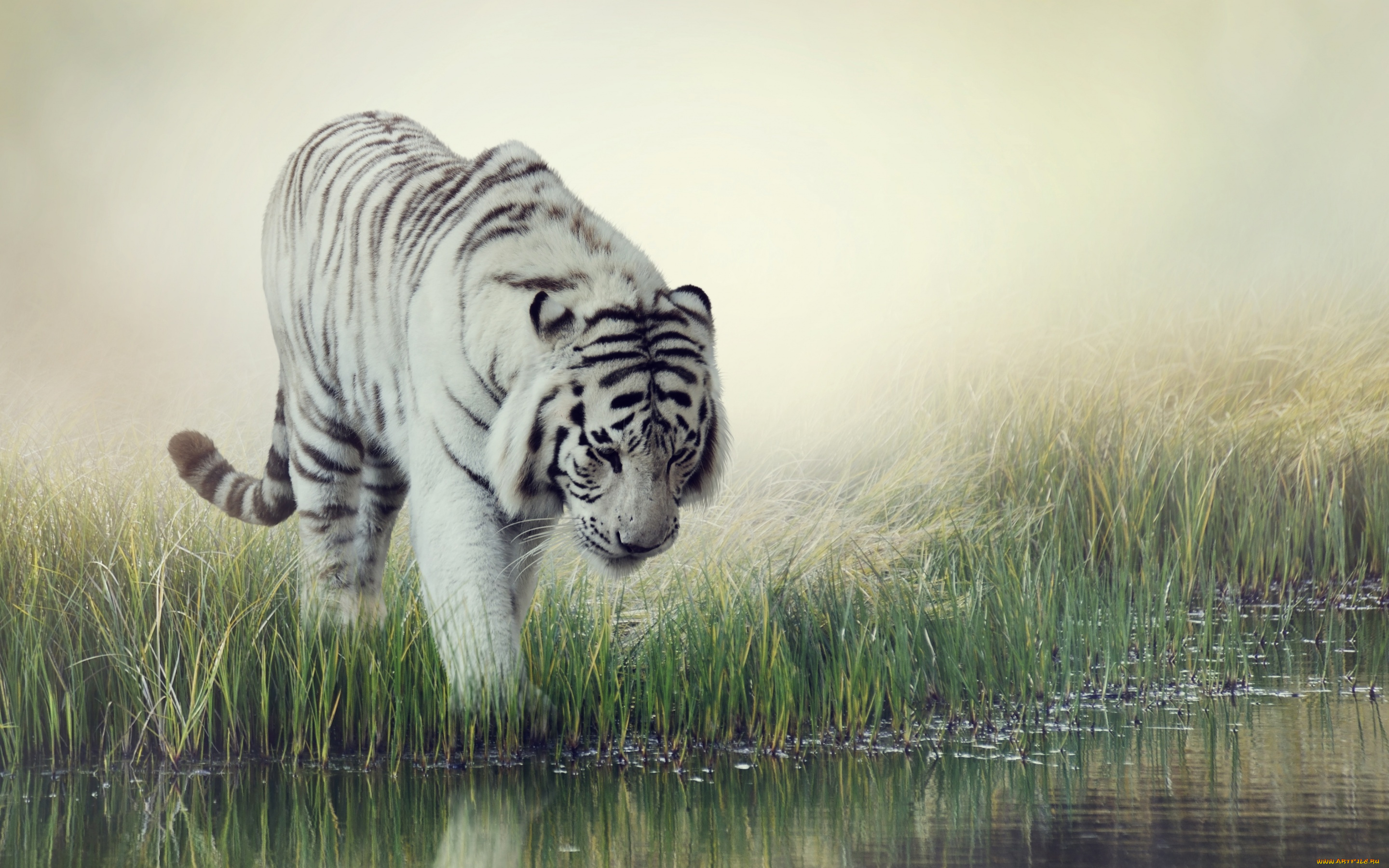 животные, тигры, вода, white, tiger, фон, тигр, размытие, водопой, трава, белый, полосатый