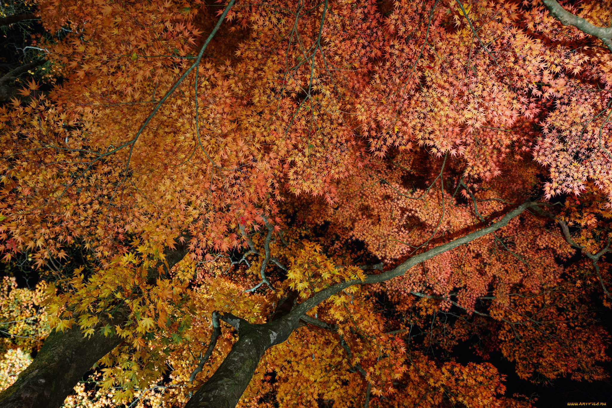 природа, деревья, ветки, листья, осень, ночь