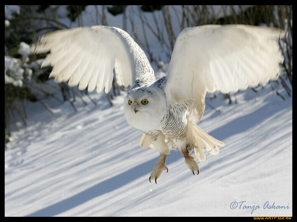 snow, owl, животные, совы