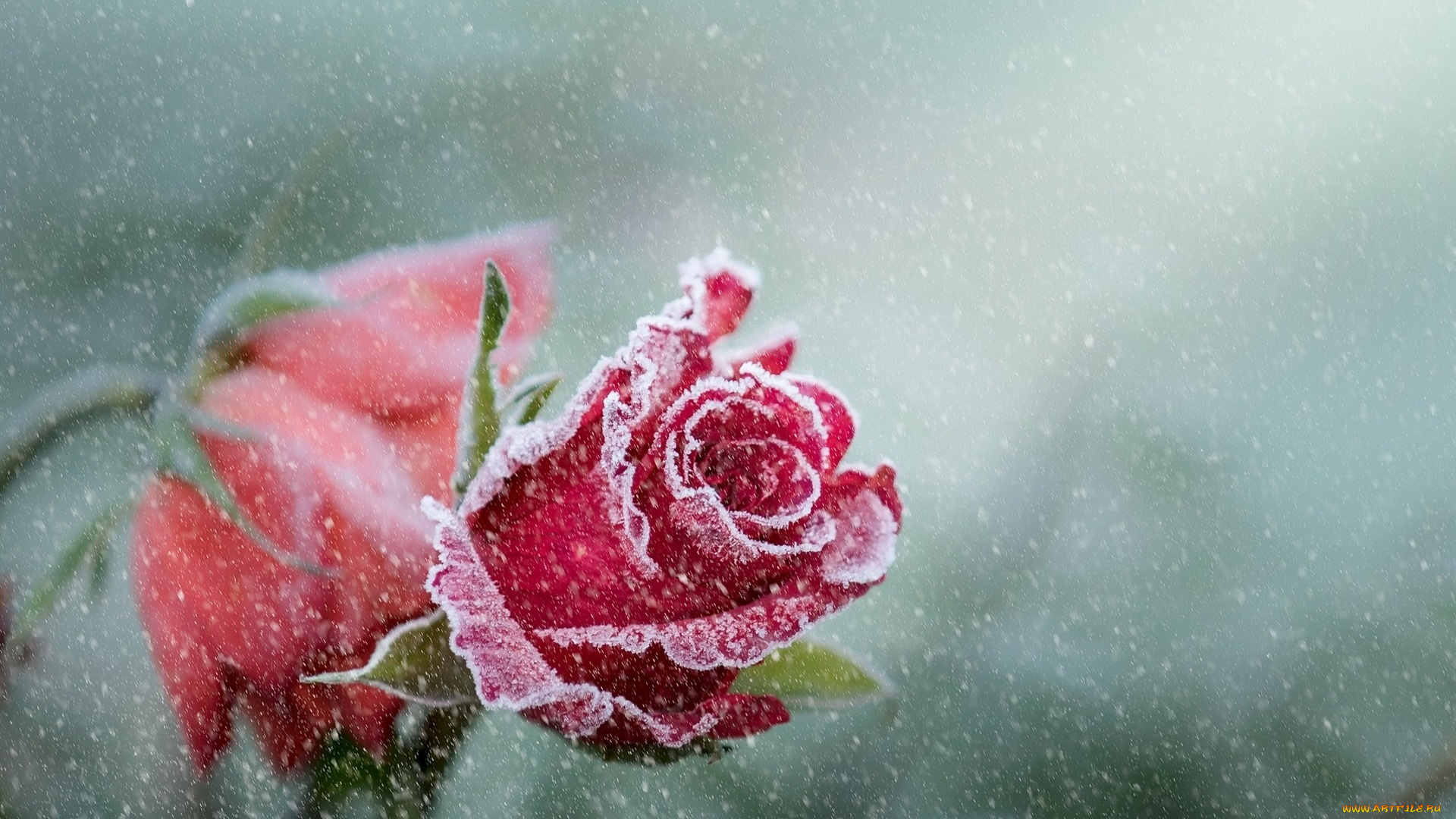 цветы, розы, иней, снег, красные
