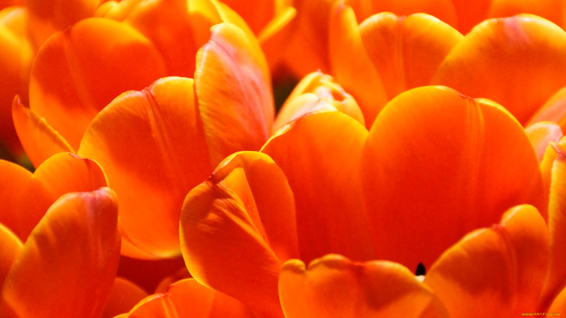 цветы, тюльпаны, оранжевые
