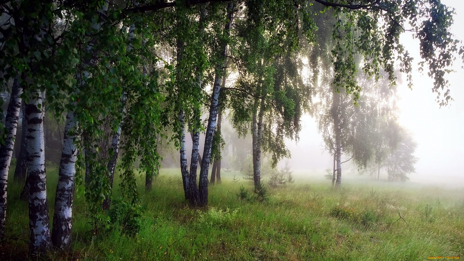природа, лес, березы, туман