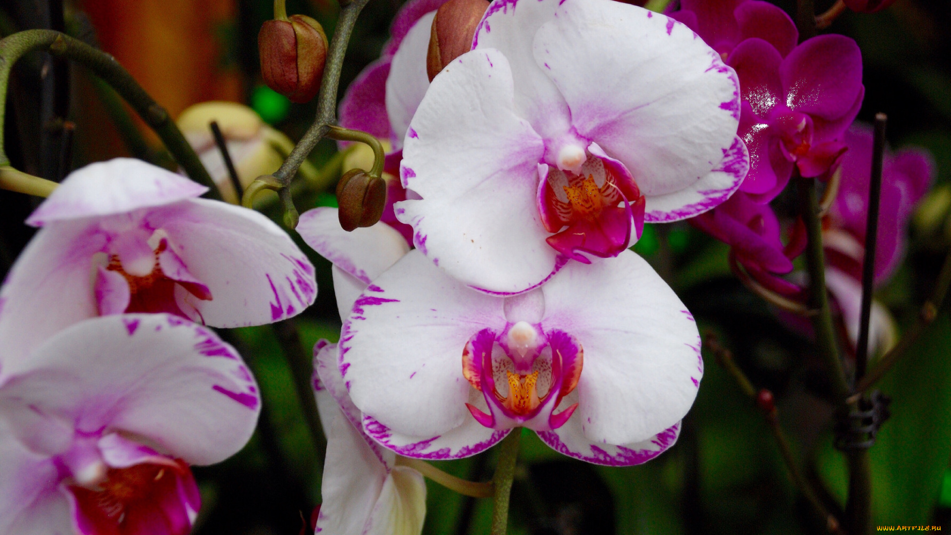 цветы, орхидеи