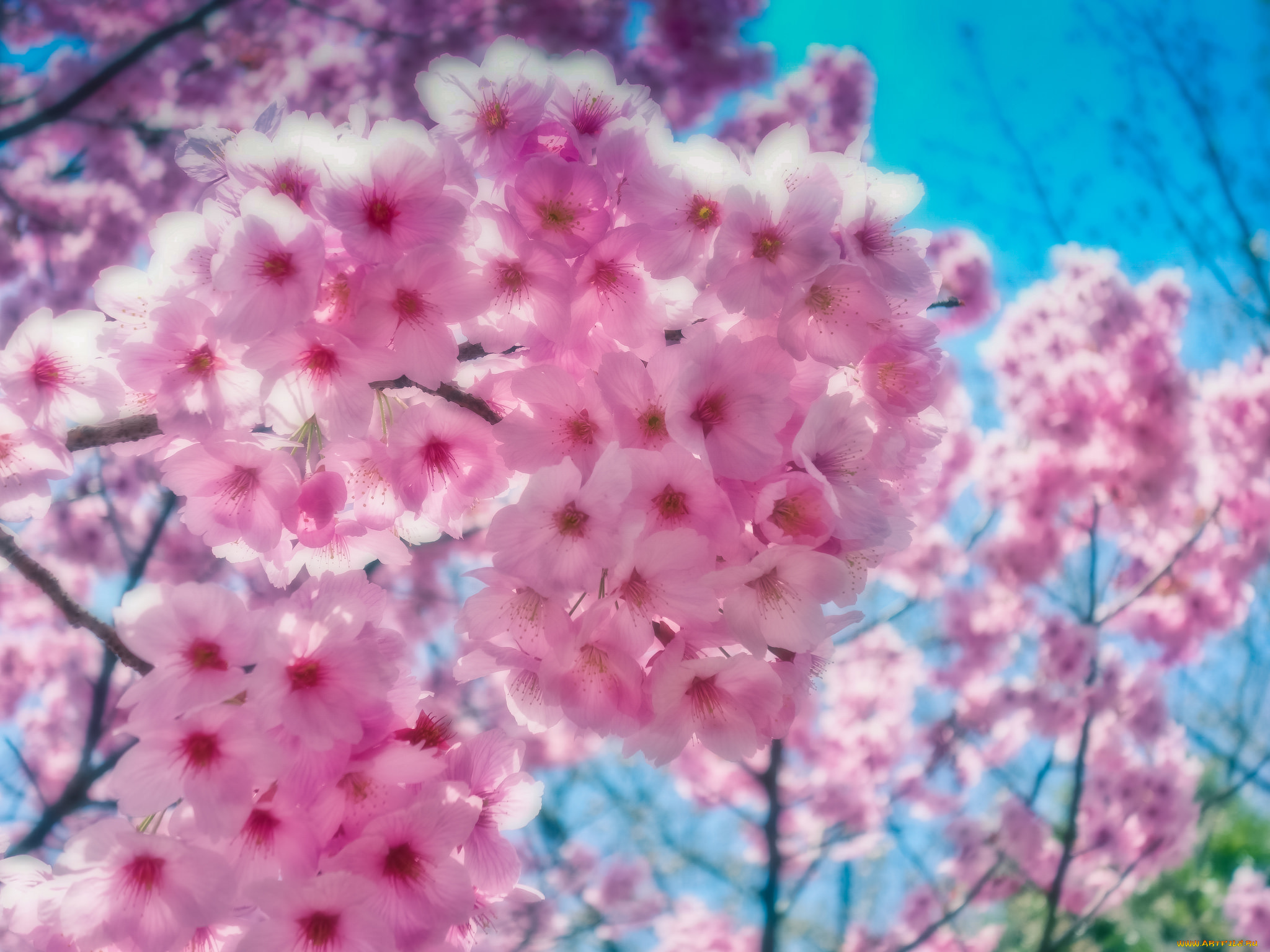 цветы, сакура, , вишня, нежность, небо, макро, розовые