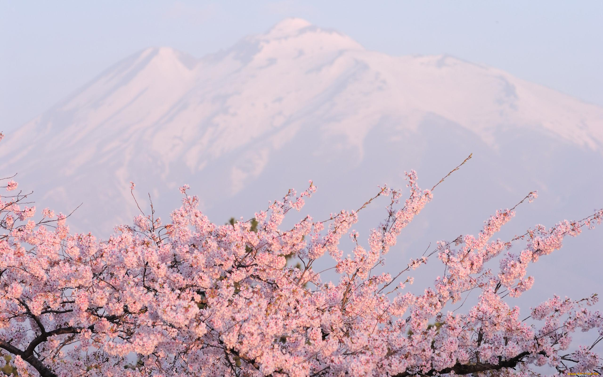 цветы, сакура, , вишня, весна, вершины, снег, горы, сад, цветение
