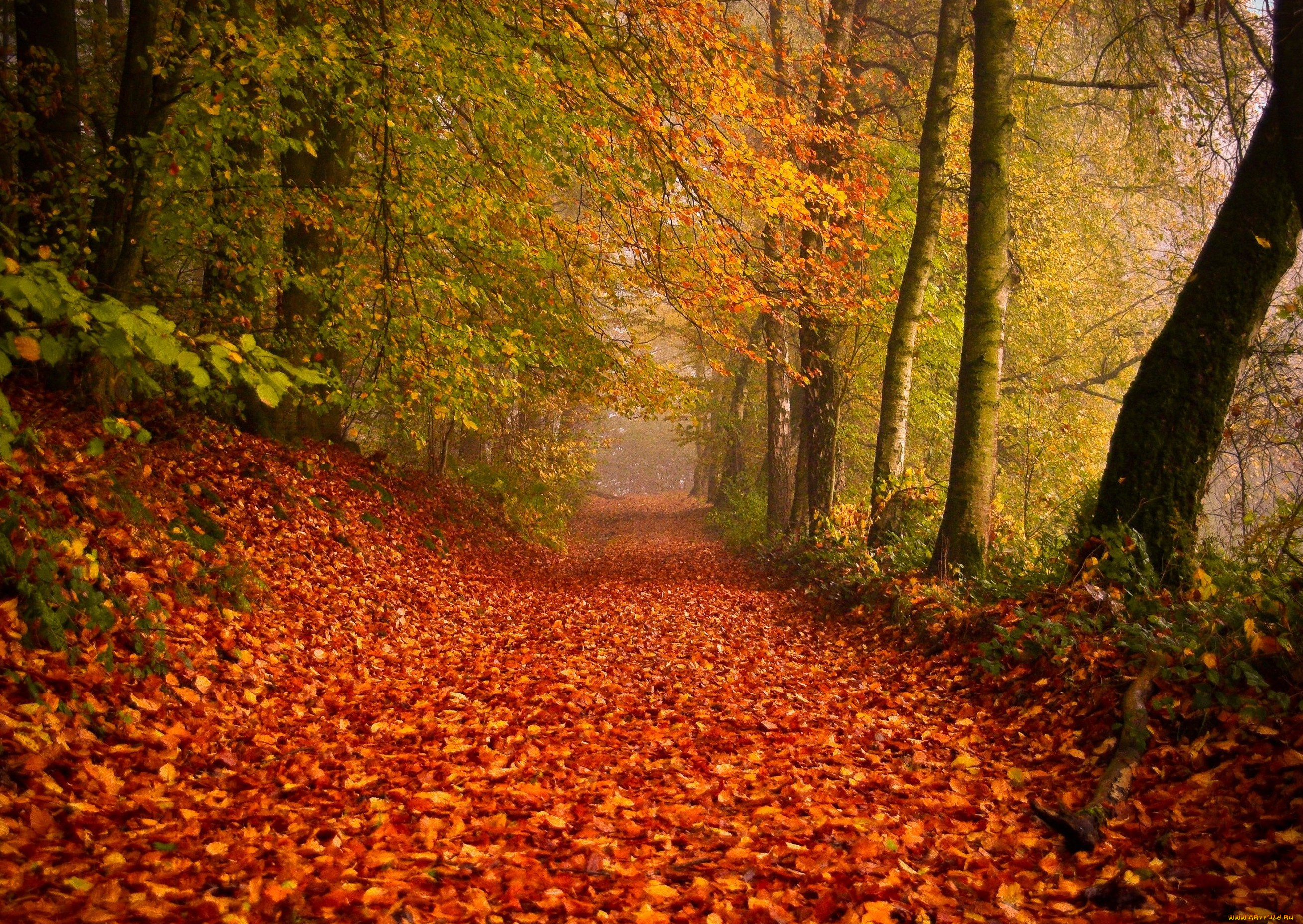 природа, деревья, листва, дорога, осень