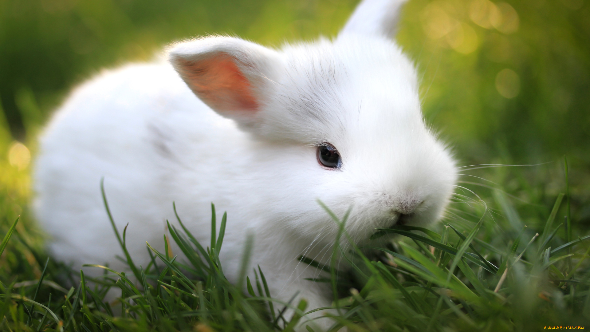 животные, кролики, зайцы, кролик, трава