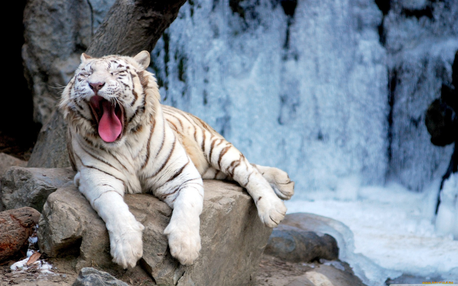 yawning, tiger, животные, тигры, зевает, тигр, белый
