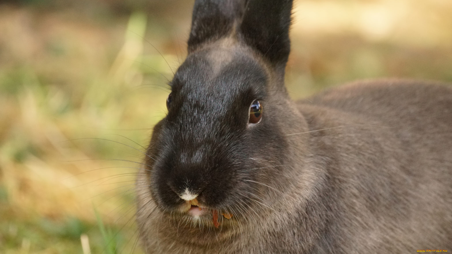 животные, кролики, , зайцы, кролик, ушки, забавный, трава