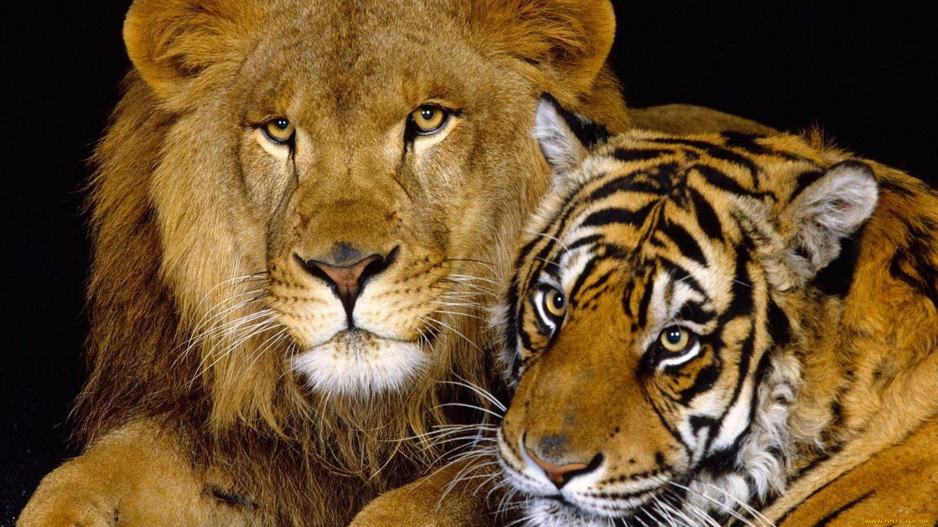 животные, разные, вместе, хищники, звери, лев, тигр
