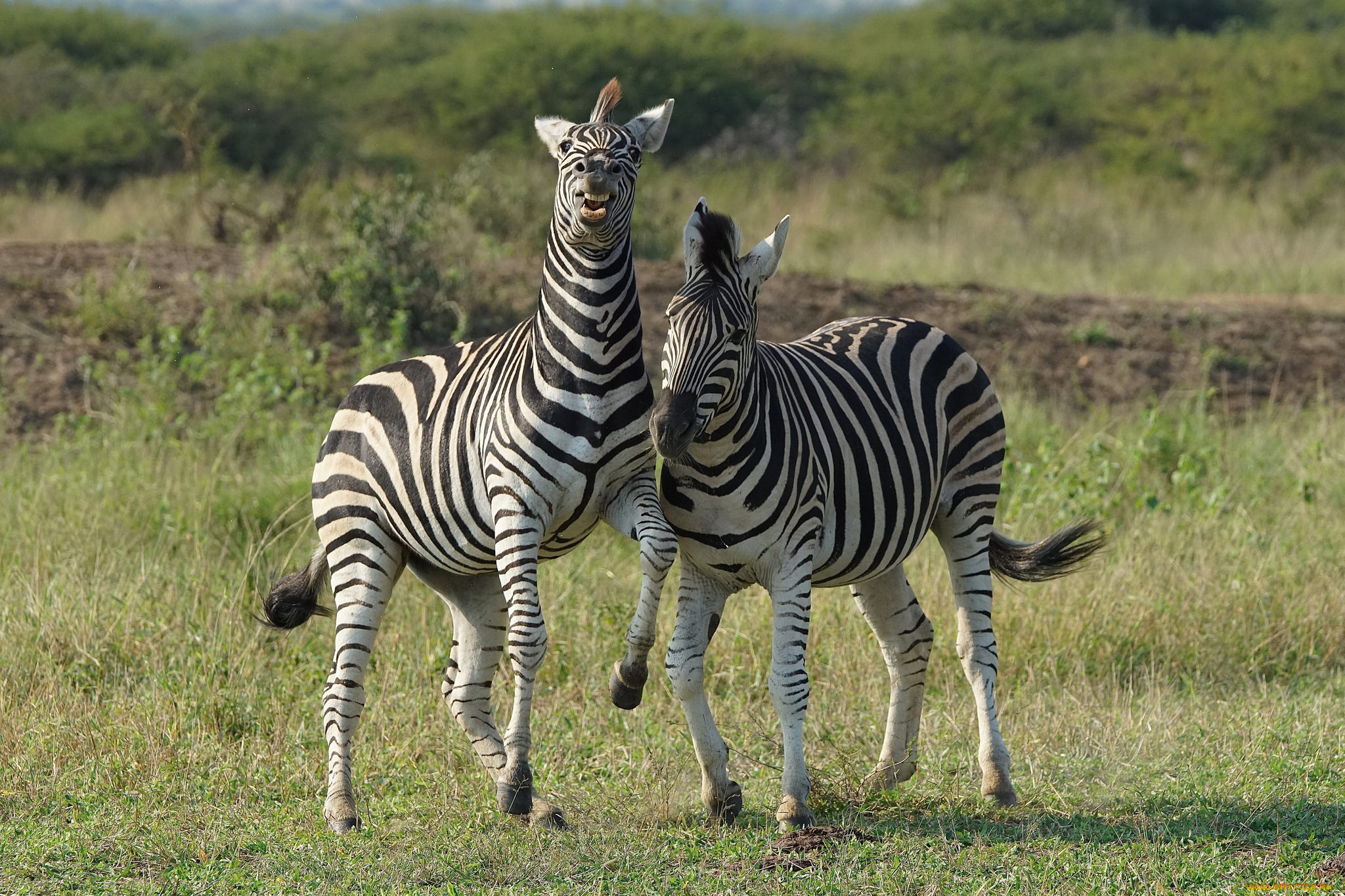 животные, зебры, полоски, черно-белый, пара, зебра