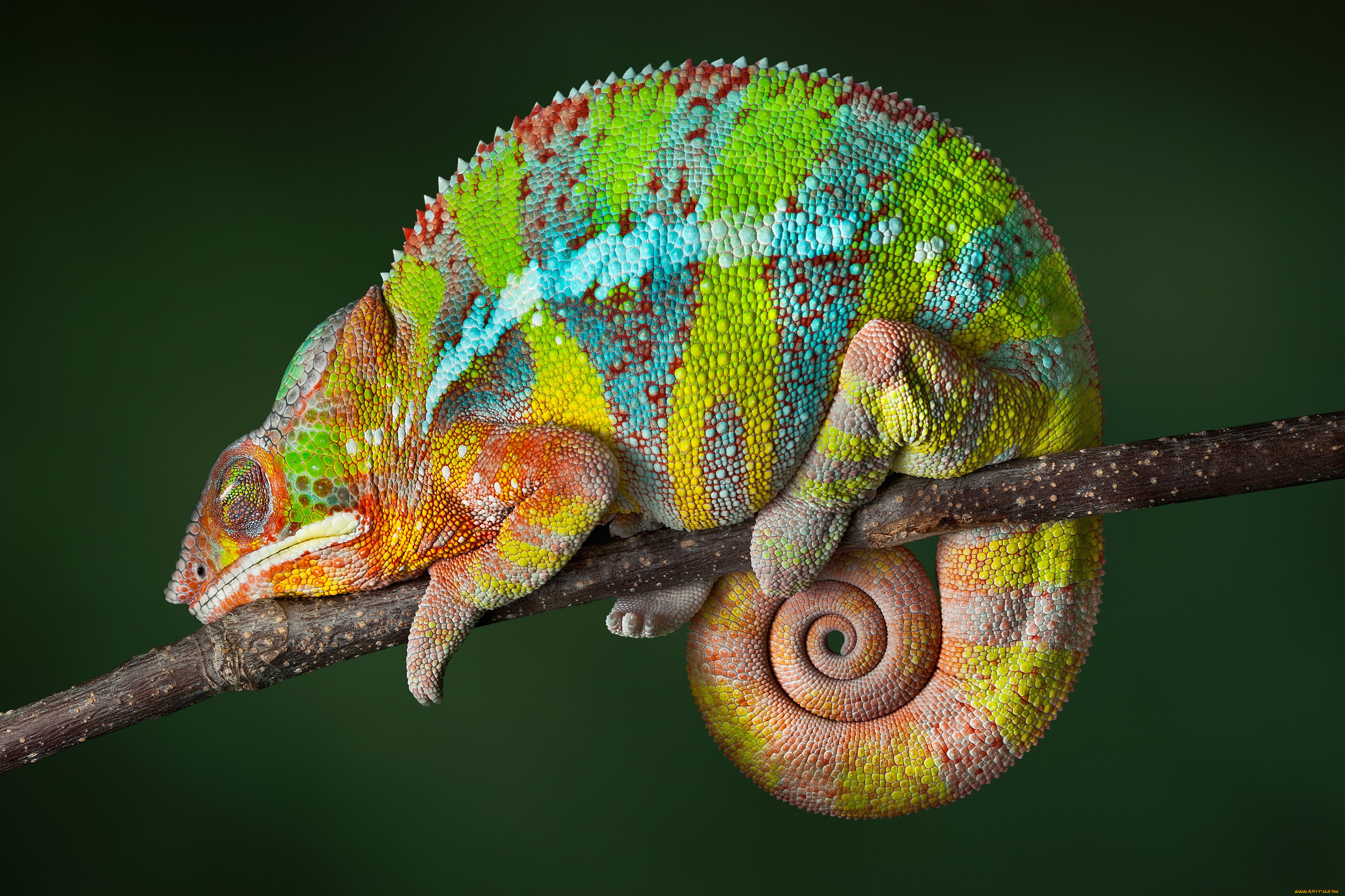животные, хамелеоны, reptile, color, changing, chameleon