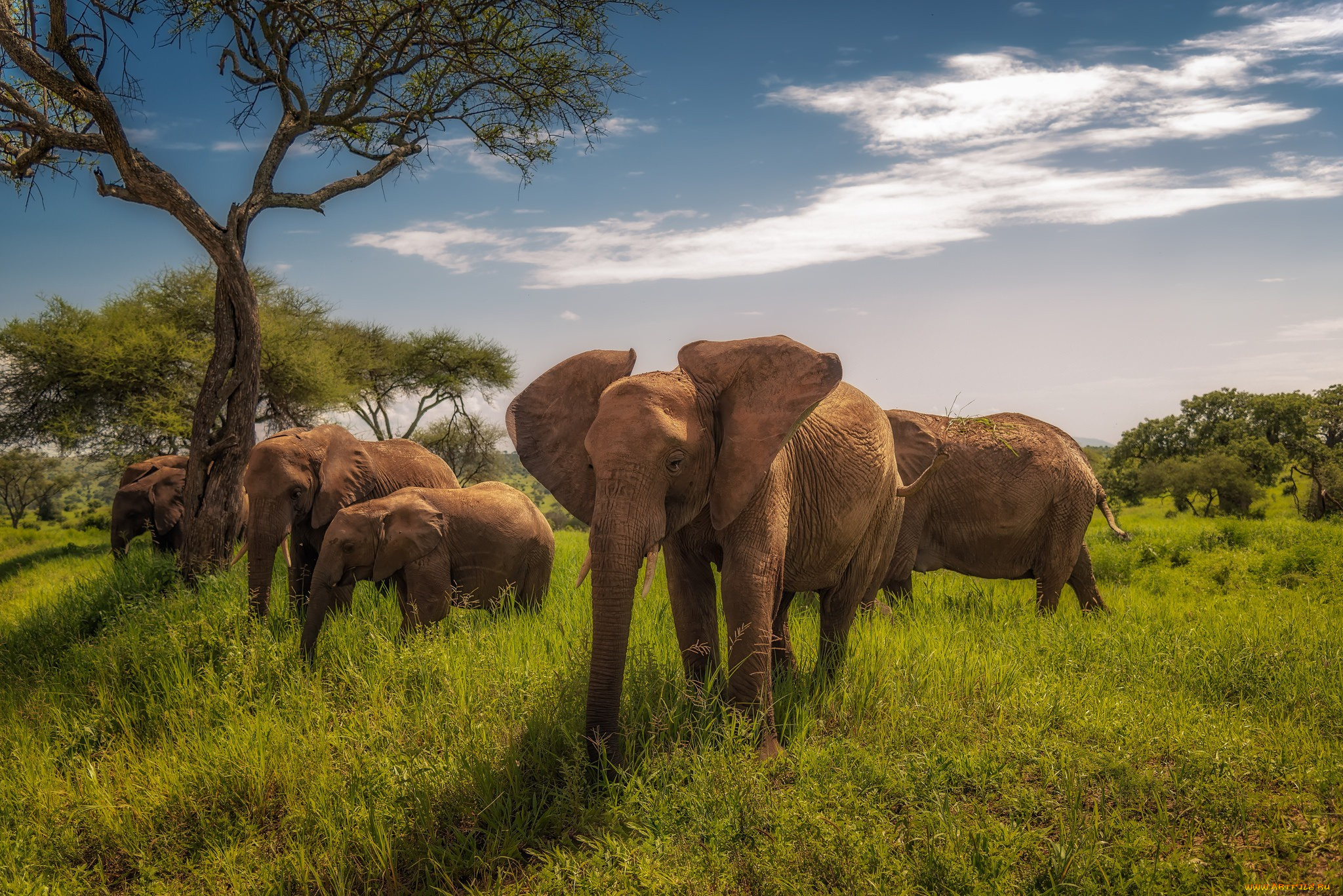животные, слоны, танзания, африка, tarangire, national, park