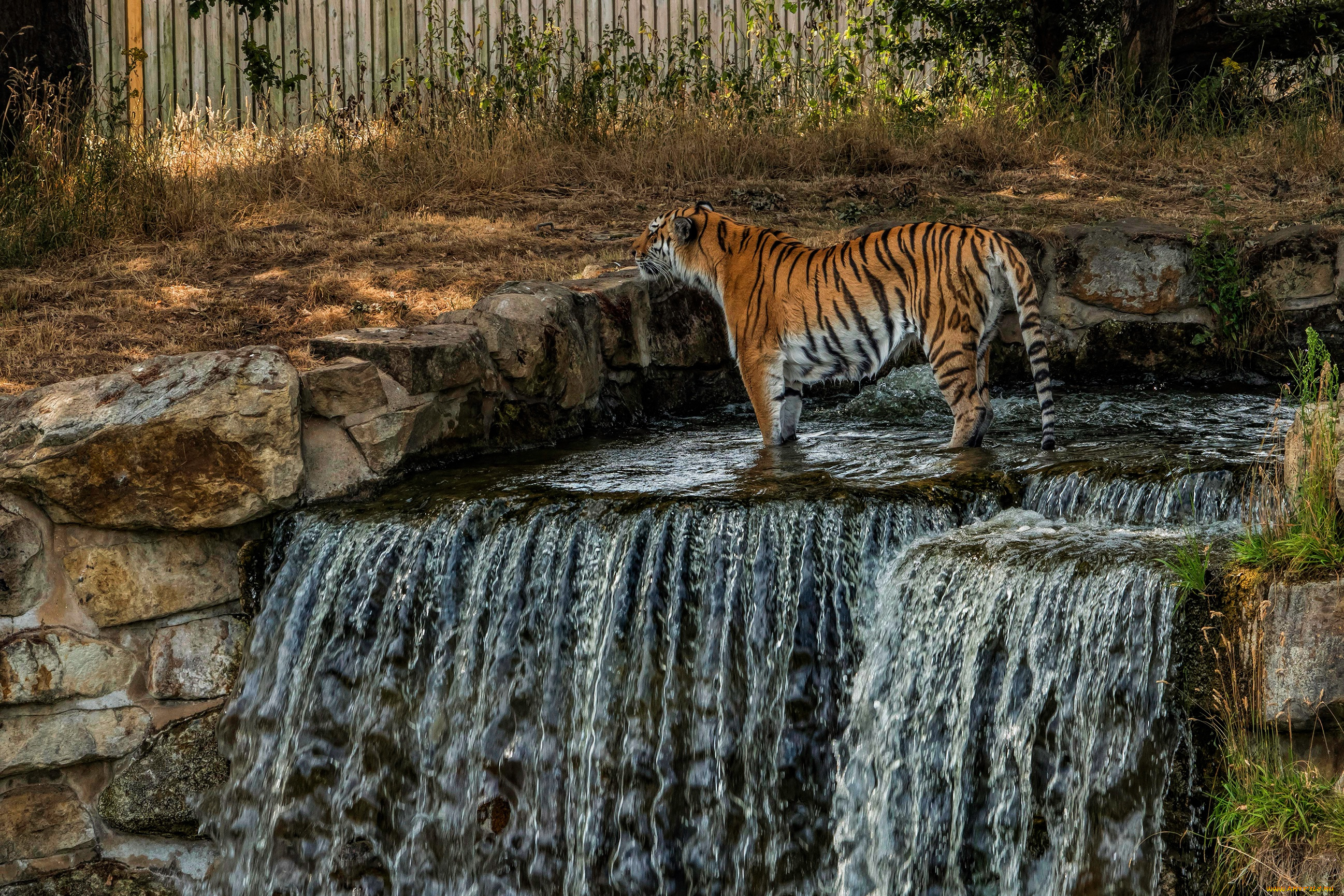 животные, тигры, природа, зоопарк, дикая, кошка, водопад, камни, тигр