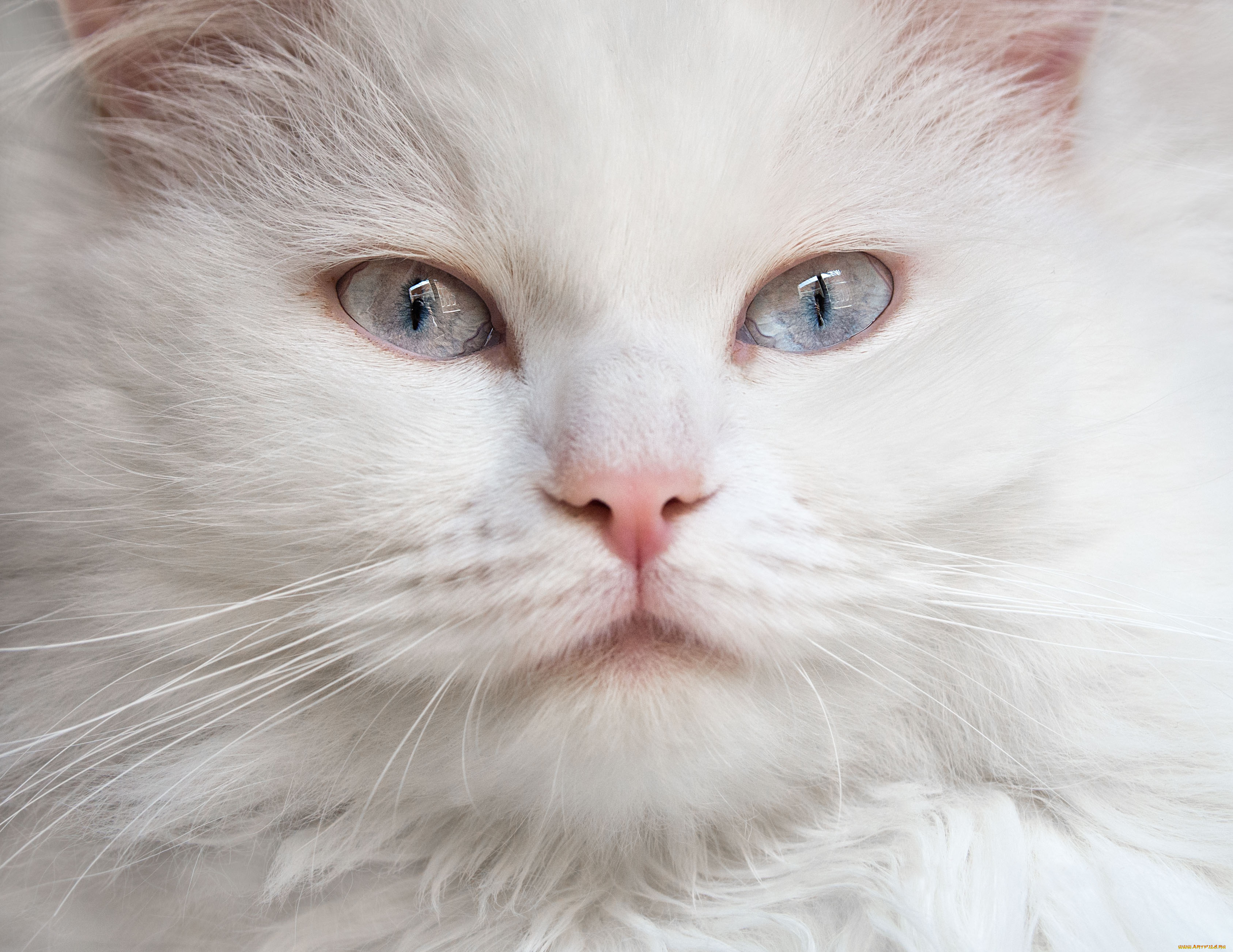 животные, коты, кошка, взгляд, голубые, глаза, пушистая, белая, мордочка
