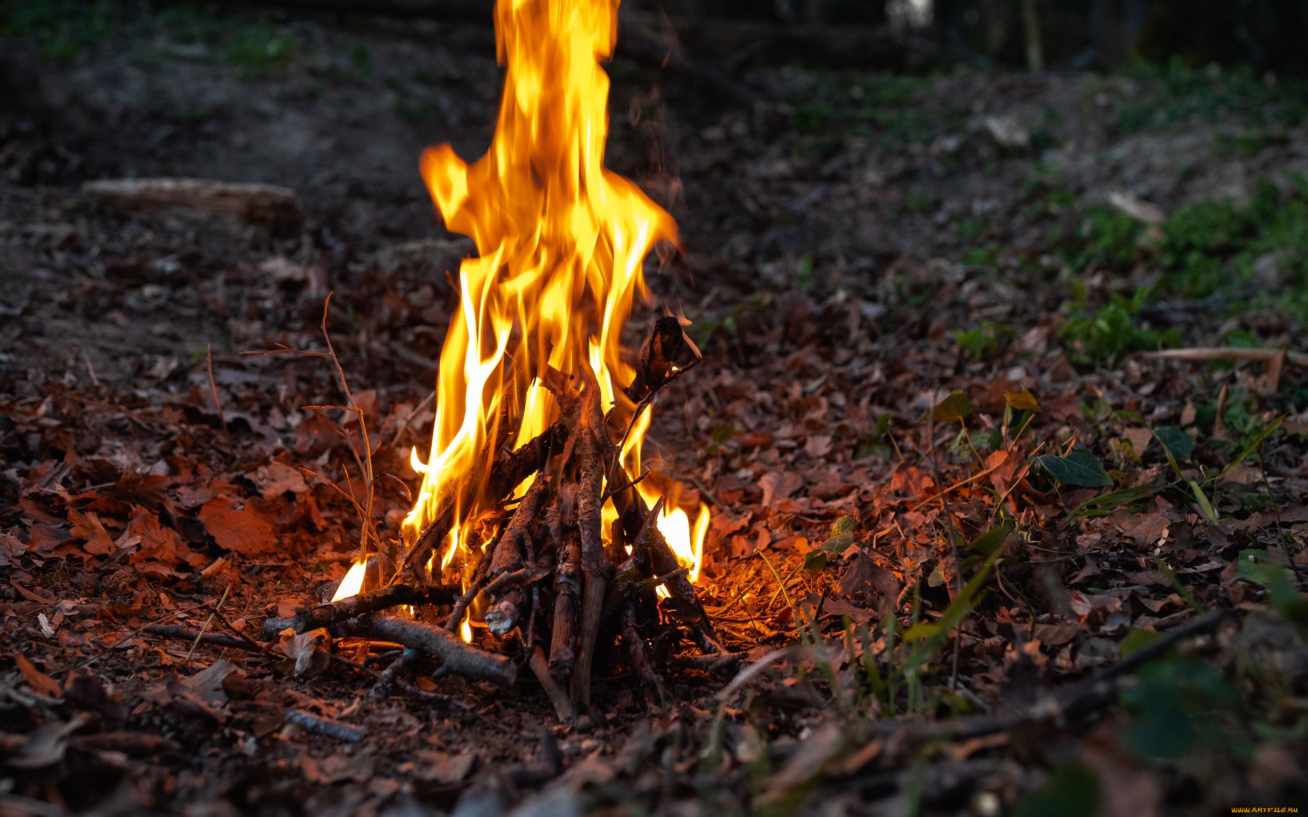 природа, огонь, костер, дрова