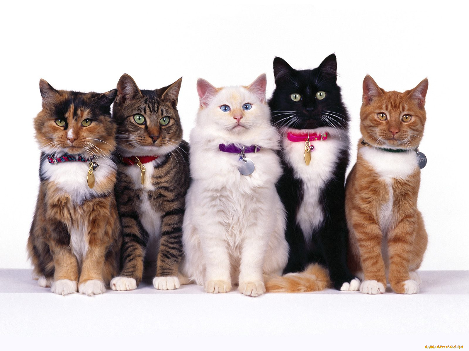 fancy, felines, животные, коты