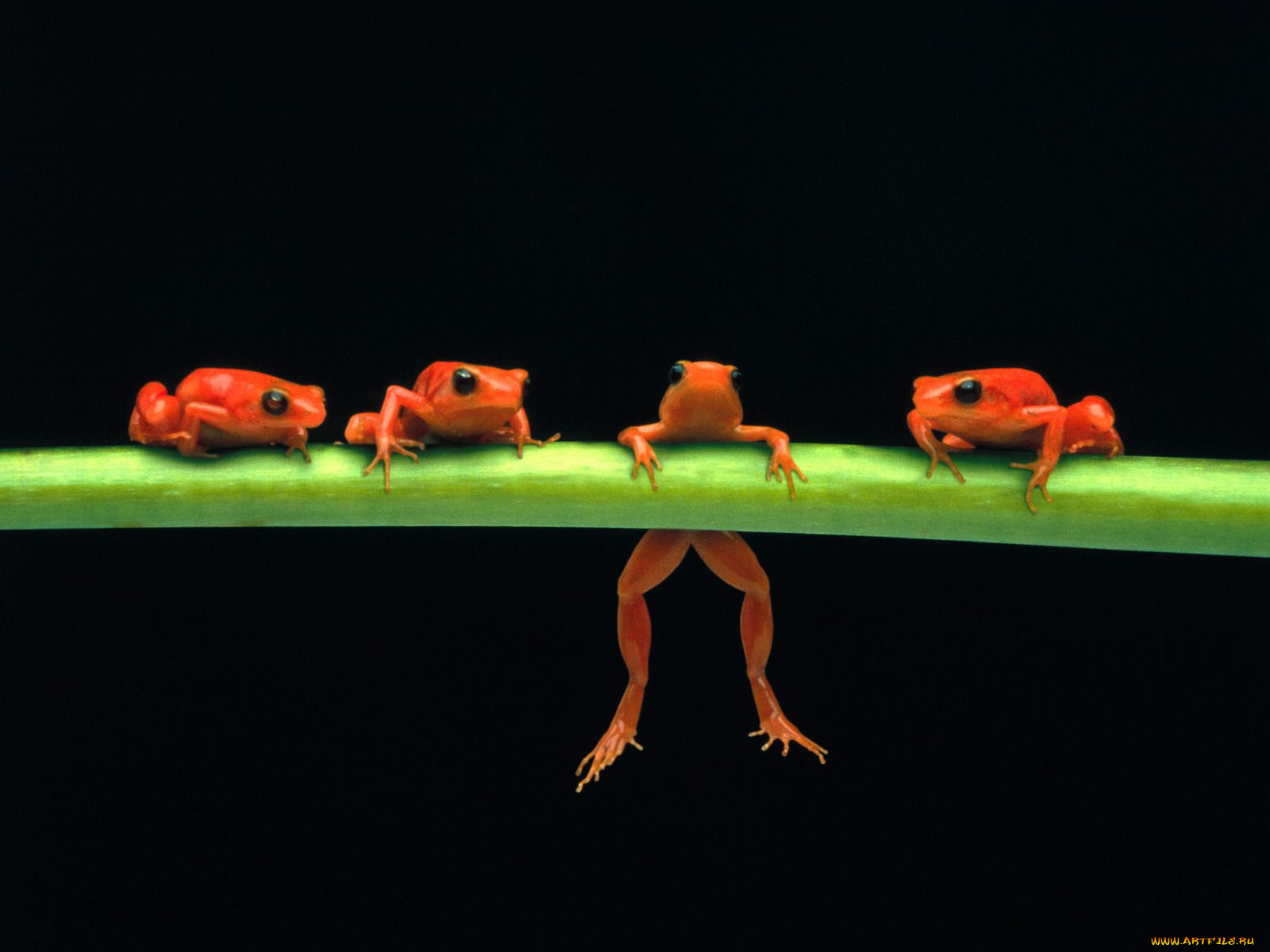 hang, in, there, red, tree, frogs, животные, лягушки