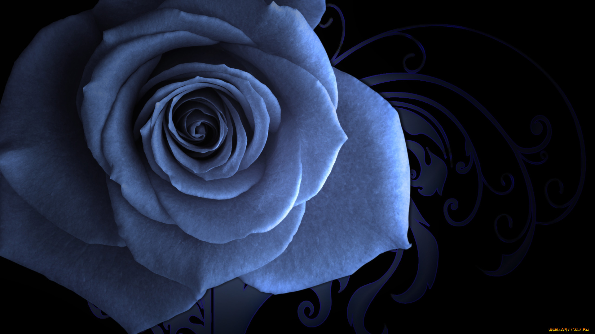 цветы, розы, голубая, узорный, фон, заставка