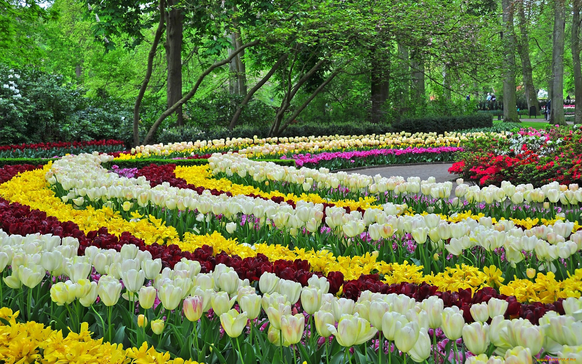 цветы, тюльпаны, клумбы, парк, весна, дизайн