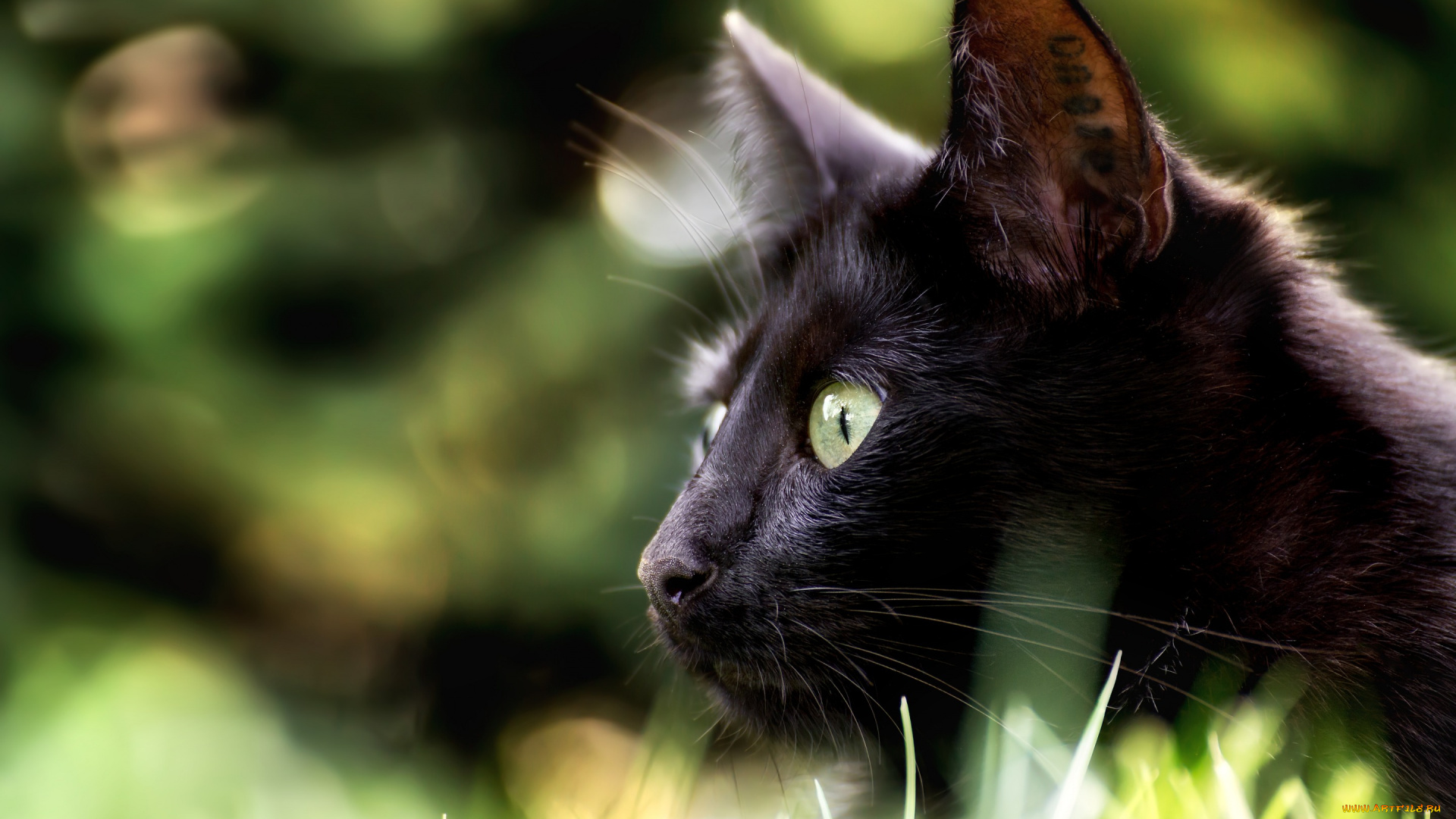 животные, коты, чёрная, кошка, боке, профиль, взгляд, мордочка